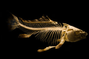 sea-nature-art-animals